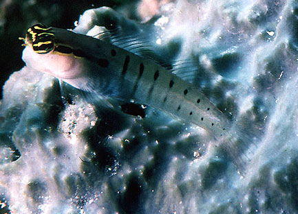 Ecsenius randalli